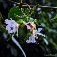 Strobilanthes hookeri Nees